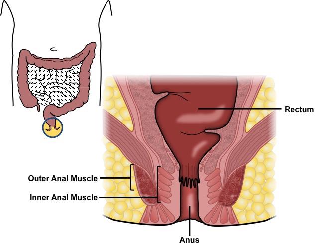 normal anus bumps