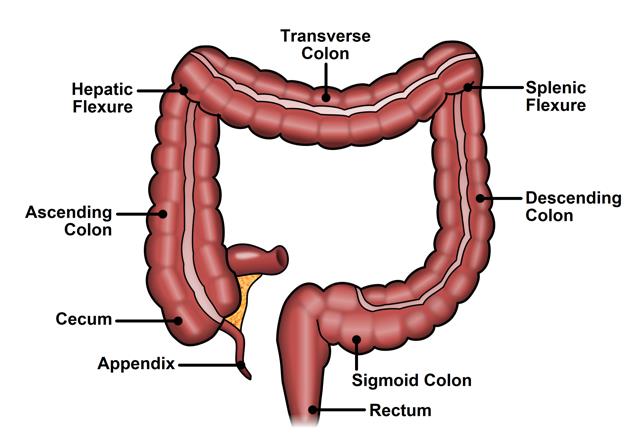 human large intestine function