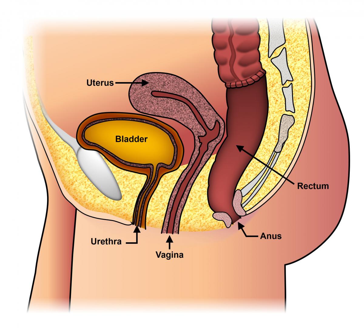 Rectal Prolapse Enlarged Version | ASCRS (2023)