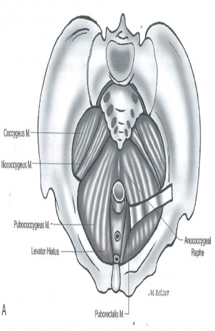 Anal movement of two pairs